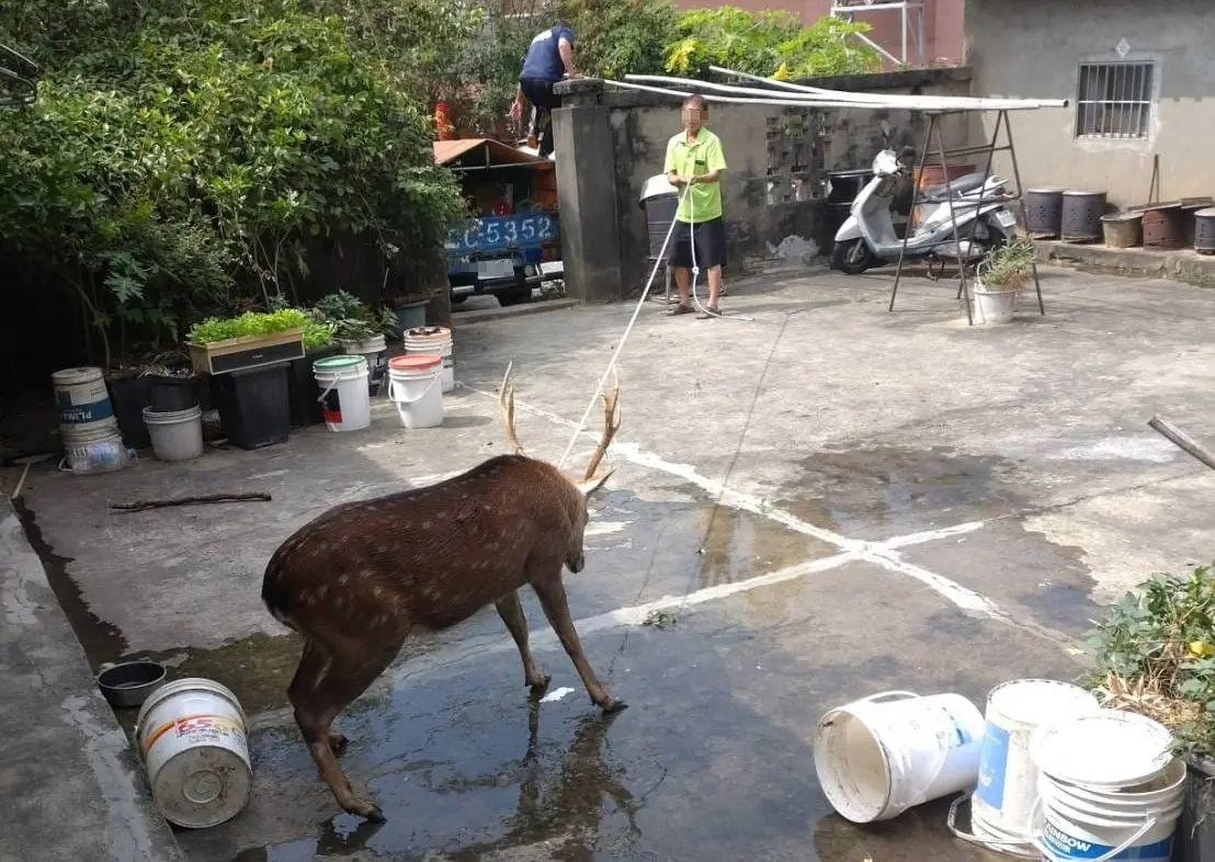 ▲台中市民眾在臉書社團「龍井之鄉」上表示，昨（24）日家中庭院突然出現一隻野生梅花鹿，通報1999希望相關單位能保護牠。（圖／取自臉書龍井之鄉）