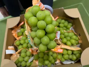 日本麝香葡萄再降價！超市週年慶「36折全年最低」　限12天開搶
