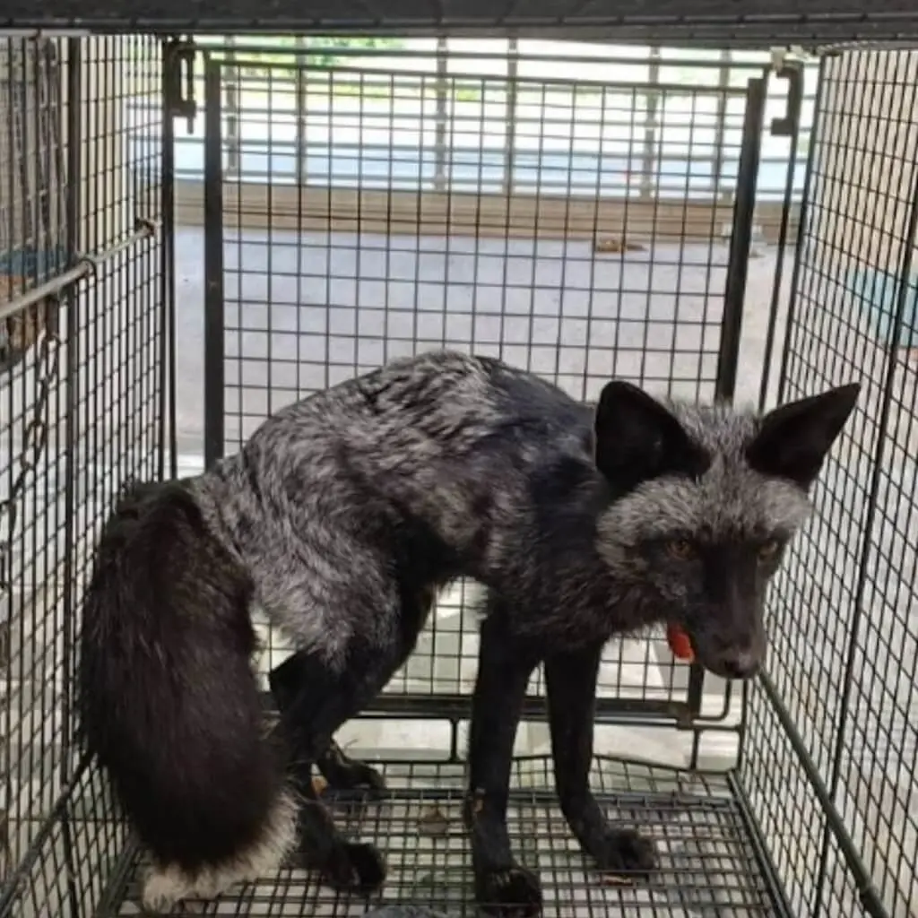 ▲苗栗市郊日前出現一隻罕見「銀狐」流落街頭，目前已被苗栗縣動物保護防疫所帶回暫時收容，經植入晶片後，25日也上網公告認領，若7天內原飼主未出面認領，將依法擇期開放民眾認養。（苗栗縣動物保護防疫所提供）中央社記者管瑞平傳真 112年10月25日