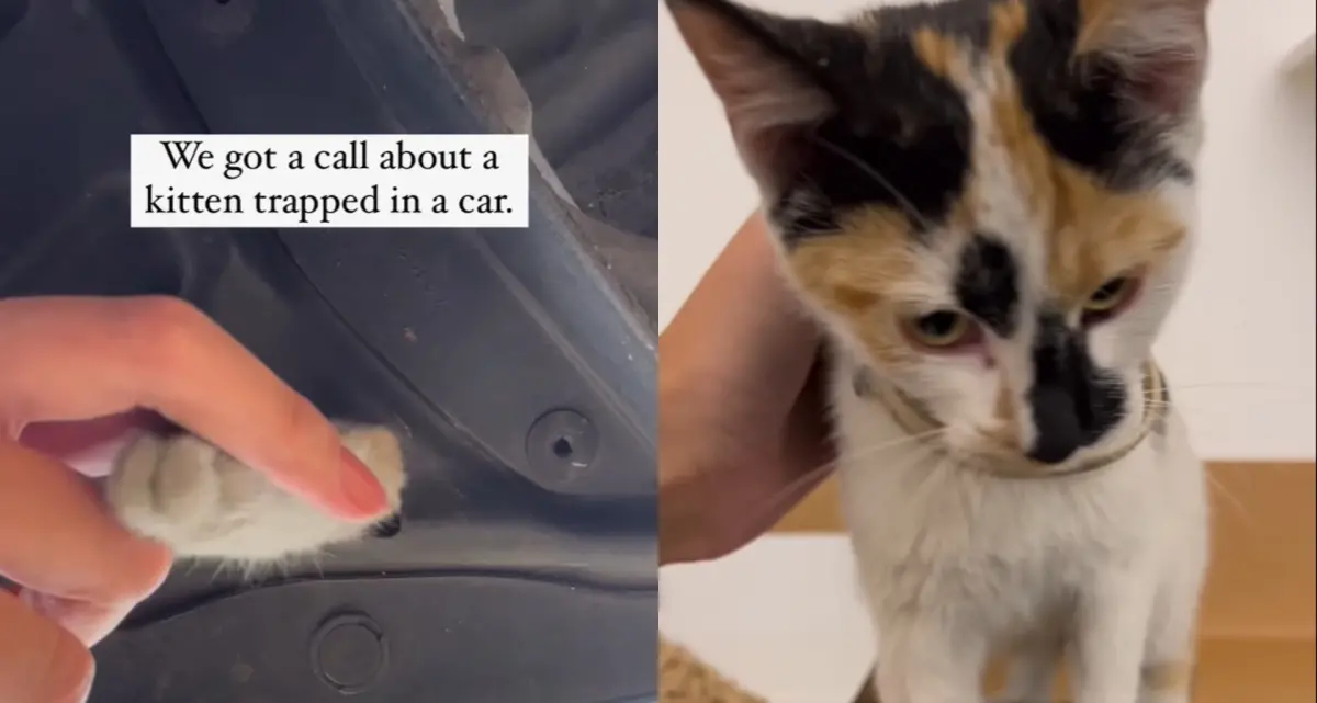 ▲一位車主開著車行駛了1小時，結果停車後發現車裡面傳出「異音」，仔細檢查引擎室竟看到「小洞冒出貓手」。（圖／IG@animalhaven）