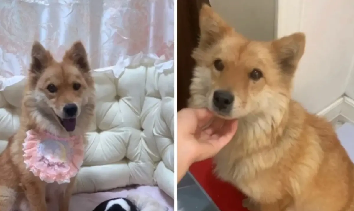 ▲被拾獲的米克斯「薯條」擁有超高顏值，被女子遇到時已經懷孕。（圖/翻攝微博）