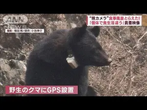 「熊出沒」注意！日本目擊、遇襲事件暴增　民眾狂掃防熊產品

