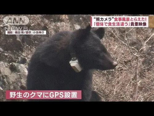 北海道男大生登山慘死！棕熊胃部發現人體組織　消防員也被攻擊
