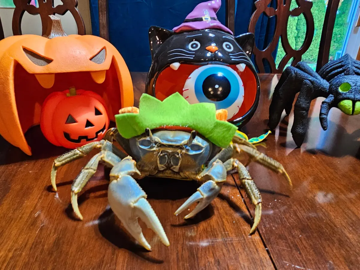 ▲美國這隻彩虹蟹Howie和主人住在奧馬哈（Omaha），牠擁有超過100頂帽子，最新萬聖節造型曝光。（圖／Laura Porter臉書）
