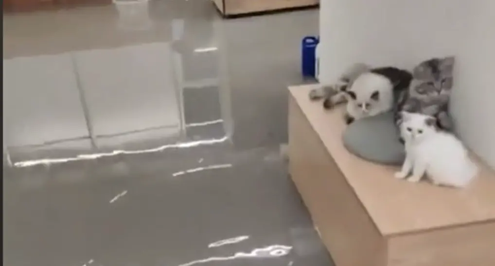 ▲廣州市一間寵物咖啡廳，半夜室內淹起大水，老闆立刻衝到現場也相當崩潰，因為店裡許多家具、設施都泡爛，至少慘賠20多萬元。（圖／取自微博）