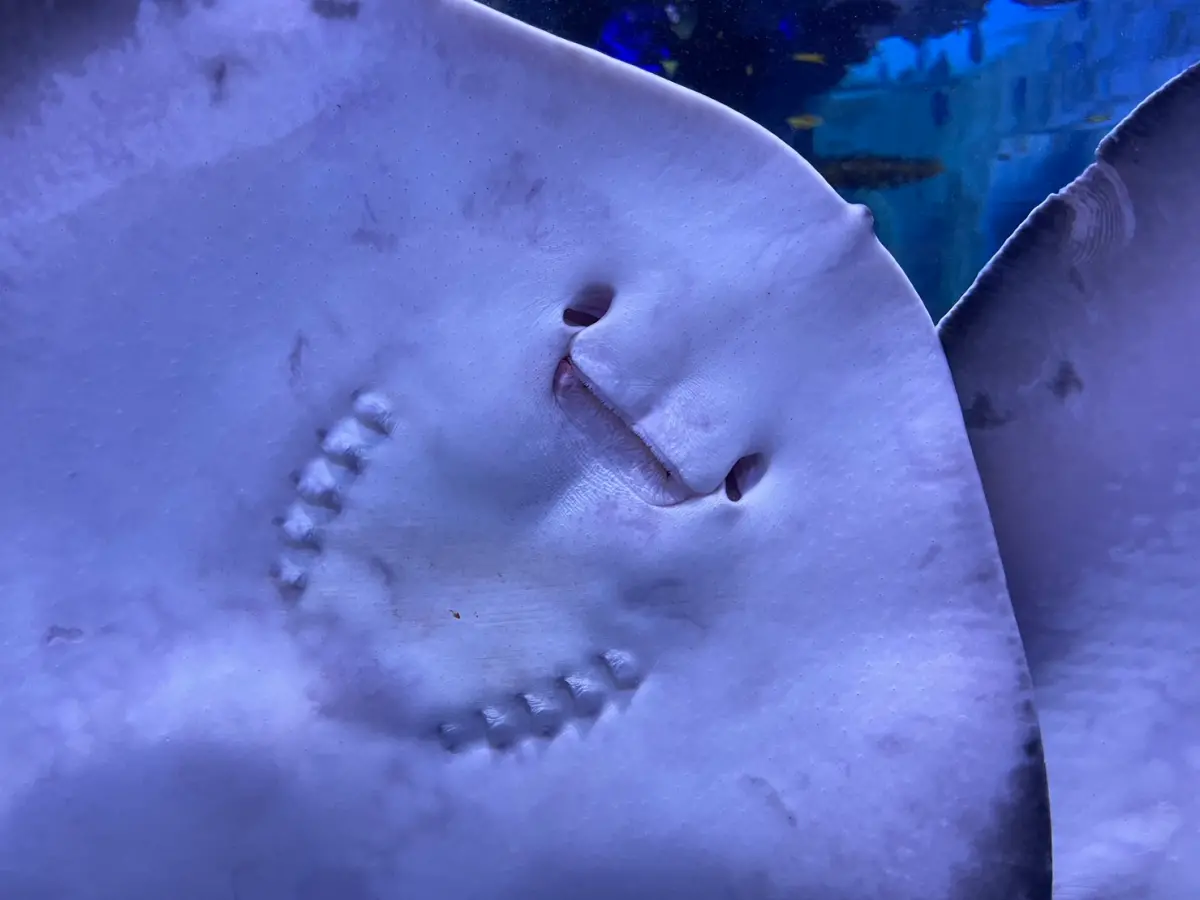 ▲萬聖節快到了，海科館推出「Trick or Fish」活動，邀民眾找「鬼臉」，「邁氏條尾魟」為最佳代表。（圖／國立海洋科技博物館提供）