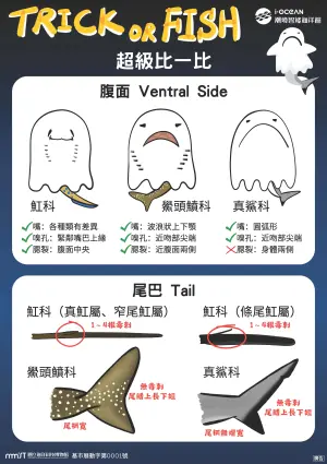 「鬼臉」的鯊魚、魟魚選為最佳主角代表,牠們雖各自具有特色、卻有讓人容易混淆的相似之處 ▲天生「鬼臉」的鯊魚、魟魚有相似之處,海科館教大家認識軟骨魚。(圖/國立海洋科技博物館提供)