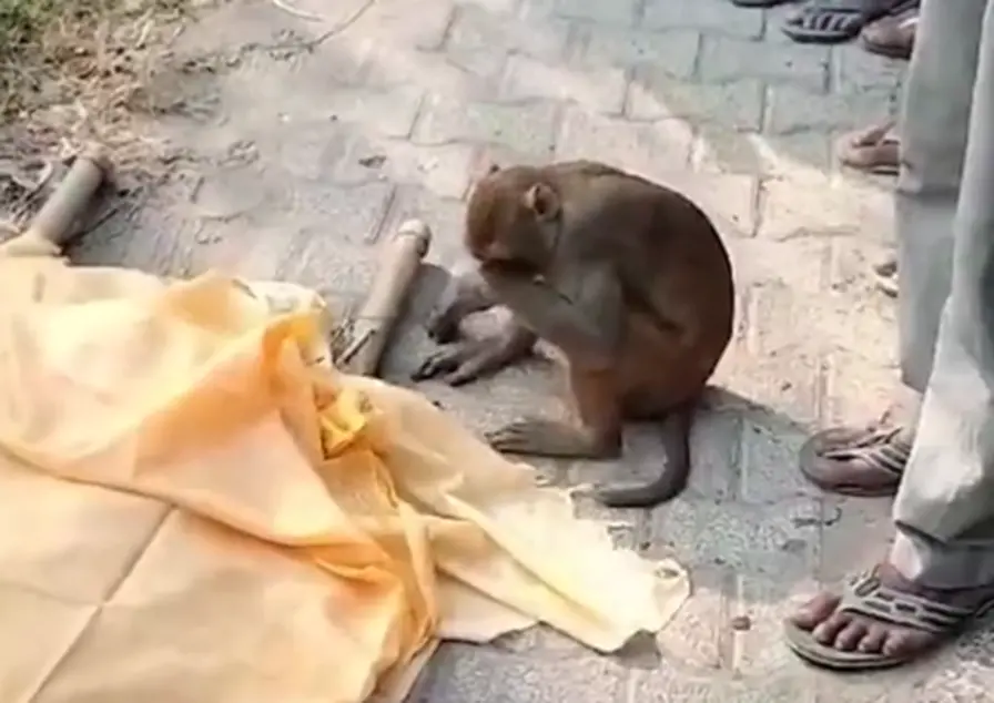 ▲日前在印度就出現一隻獼猴現身葬禮，甚至還在遺體旁拍下表現出哀傷神情。（圖／X@RanaYashwant1）
