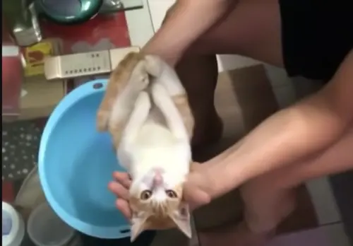▲越南阿公竟然找了家裡的貓咪當作模特兒，向晚輩們示範「新生兒洗澡法」。（圖／翻攝FB@Vinh Quang Phạm）