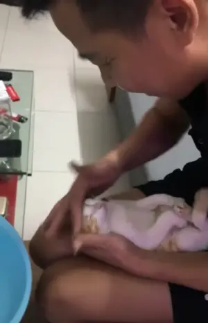 ▲身為示範模特兒的Lac Lac也相當配合,過程中沒有一絲一毫的掙扎,甚至還露出享受神情。(圖/翻攝FB@Vinh Quang Phạm) ▲身為示範模特兒的Lac Lac也相當配合,過程中沒有一絲一毫的掙扎,甚至還露出享受神情。(圖/翻攝FB@Vinh Quang Phạm)
