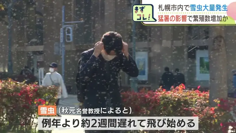 ▲日本北海道札幌地區近日雪蟲成群,電視台採訪時發現就連市區街道上都有密密麻麻的雪蟲飛舞著。(圖/翻攝自北海道電視台)