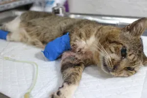 胖虎斑貓右前肢遭蛇咬傷　新北動保處手術後斷臂再生
