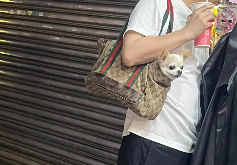 ▲名牌包百百種，路上常見的Gucci、LV那些早就不稀奇，你有背過「Gu吉包」嗎？（圖/路上觀察學院）