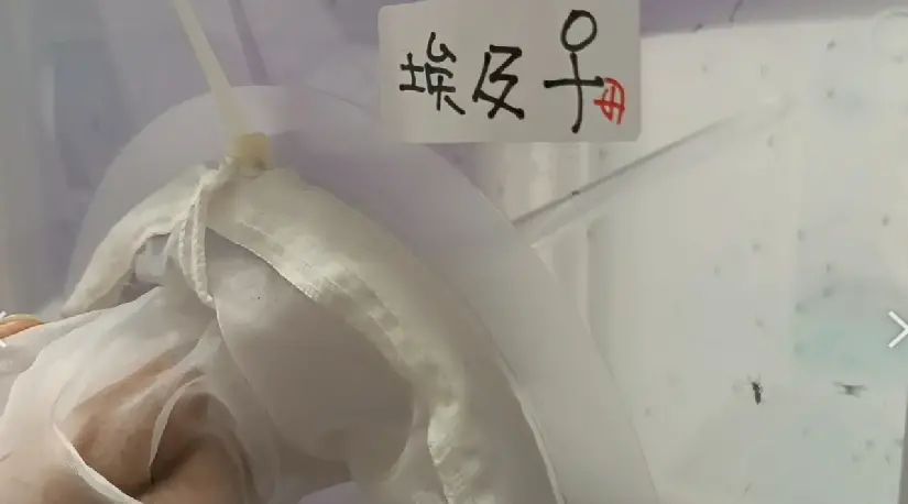 ▲雌斑蚊培育及採集。（圖／高雄市衛生局提供）