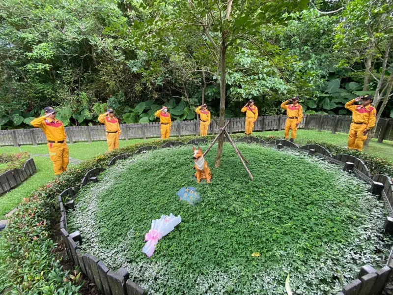 ▲台北市榮譽搜救犬Pasha曾獲得IRO（國際搜救犬組織）瓦礫搜索及廣域搜索高級犬雙認證，堪稱台灣搜救犬史元老的牠近日年老病逝，台北市搜救隊30日舉行灑葬儀式送別。（圖／翻攝畫面）