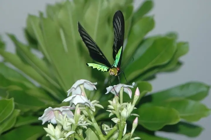 ▲珠光鳳蝶是「瀕臨絕種野生動物」，分佈於蘭嶼的海邊到海拔150公尺山區。（圖／農業部提供）