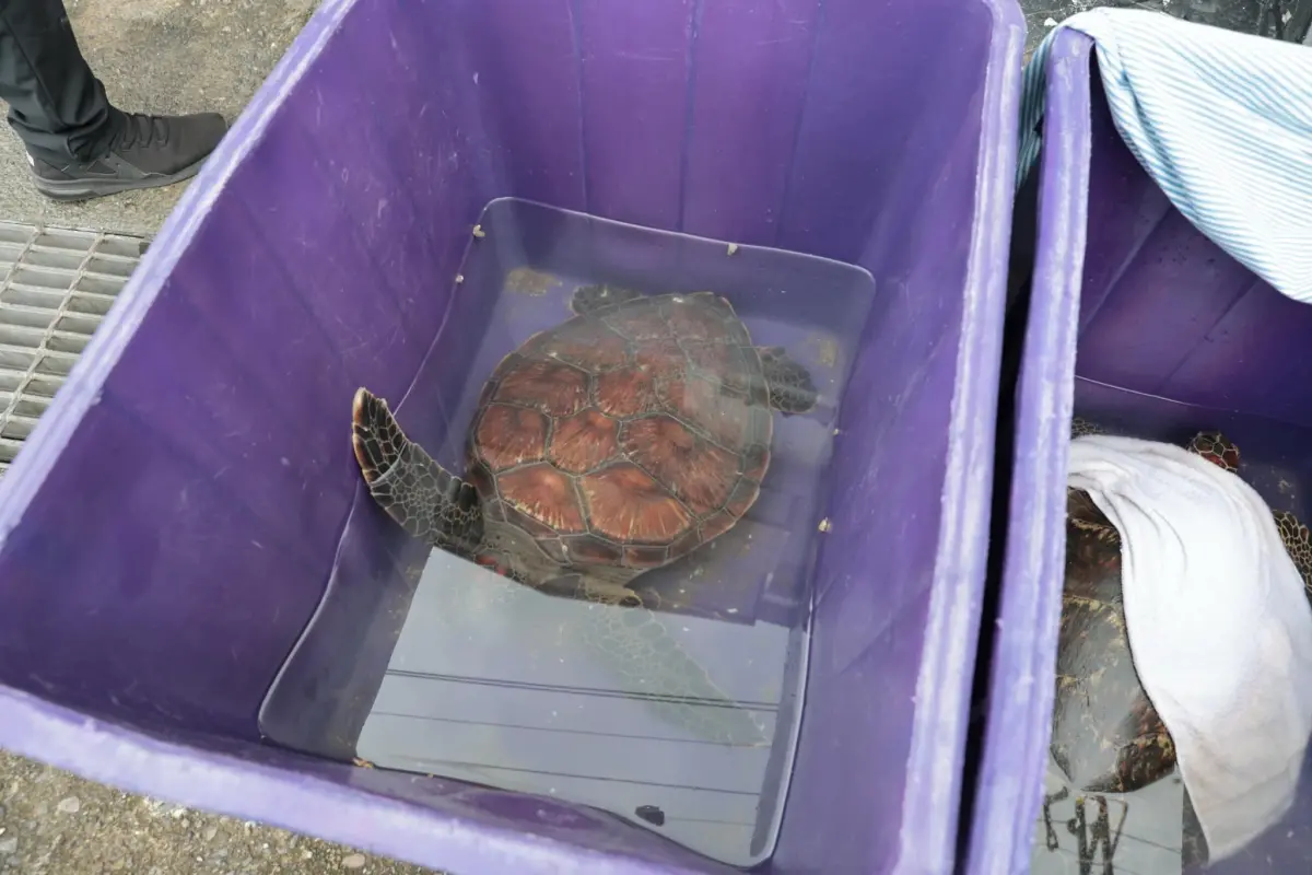 ▲宜蘭漁民誤捕綠蠵龜，海巡署人員協助海放。（圖／取自管碧玲臉書）