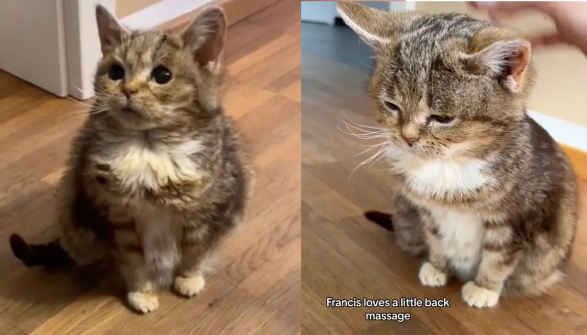 ▲一隻米克斯貓咪患有天生侏儒症，而即便已經13歲，體型仍然相當嬌小可愛。（圖/Tiktok@francisandmaggie）