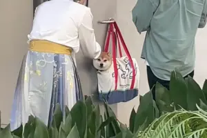 ▲飼主上廁所先掛在門口!柴犬滿臉問號的環顧四周「到底發生什麼事情了?」(圖/小紅書@逆子loki) ▲飼主上廁所先掛在門口!柴犬滿臉問號的環顧四周「到底發生什麼事情了?」(圖/小紅書@逆子loki)