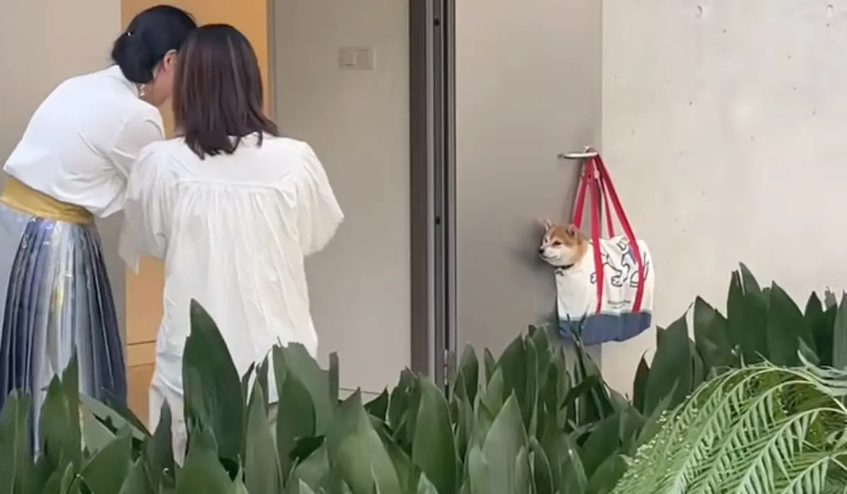 ▲近日一名飼主帶愛狗柴出門，結果因為尿急，所以先把狗狗裝進包包裡掛在手把上，結果引來圍觀人潮。（圖/小紅書＠逆子loki）