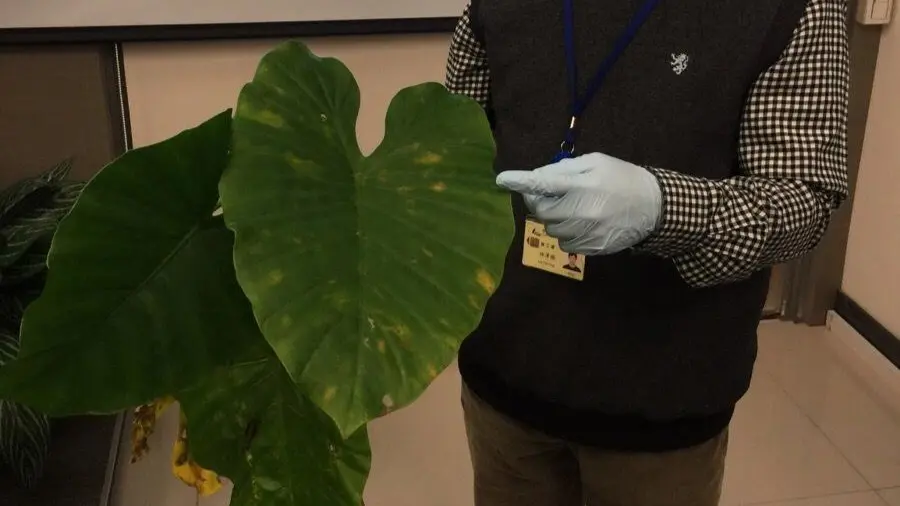 ▲食藥署統計，姑婆芋最常被錯認是芋頭，日前有民眾到酒店吃炒飯中毒，原因正是盤底鋪了姑婆芋葉。（示意圖／NOWnews資料照片）