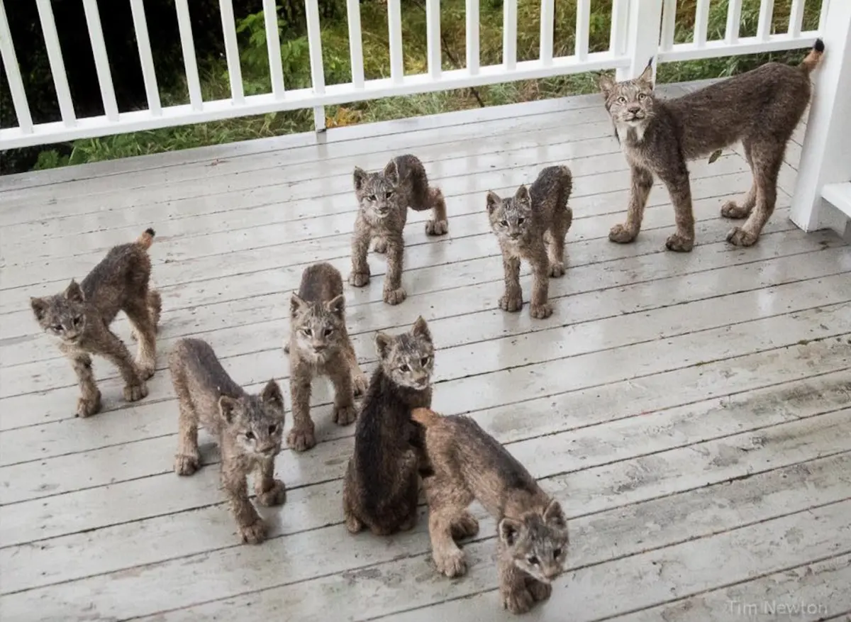 ▲美國一名男子聽到院子傳來咚咚咚的腳步聲，開門一看發現竟是4隻長相怪異的小奶貓，之後男子才認出牠們是極罕見的野生猞猁。（圖／翻攝自臉書）