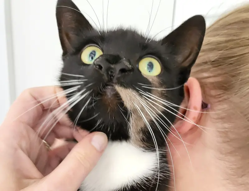 ▲英國一隻黑色貓咪，因先天畸形導致擁有2個鼻子、3個鼻孔，奇特的外觀讓牠迅速受到網友們矚目。（圖／翻攝自臉書「Cats Protection」）