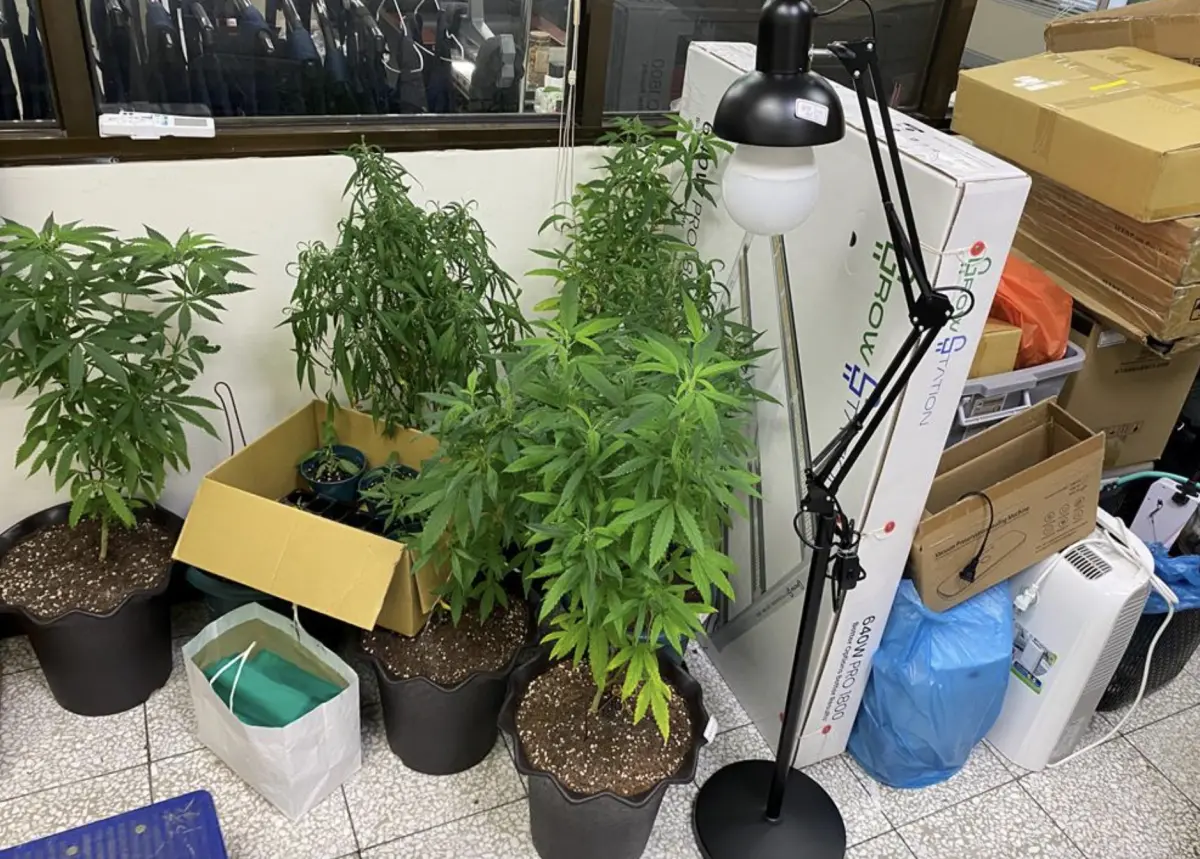 ▲台中市刑警大隊10月份破獲種植大麻毒品案，共有15株大麻植株暫放辦公室，今（1）日刑大表示，依據送請鑑驗入庫規定，隊員需要將植株完整保留，清洗、風乾並裝袋，現場頻頻飄出濃厚的「特殊氣味」，有隊員笑稱這項過程根本就是舉辦「大麻告別式」，由員警送最後一程。（圖／翻攝畫面）