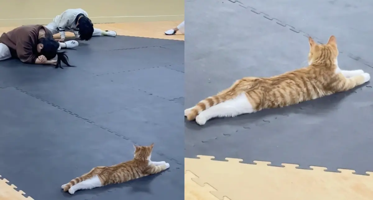 ▲一隻橘貓跟著跆拳隊成員一起上課，結果成員在拉筋劈腿，橘貓在一旁盯場，相當爆笑。（圖/衡實成博跆拳道隊抖音）