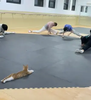 ▲一隻橘貓跟著跆拳隊成員一起上課,結果成員在拉筋劈腿,橘貓在一旁盯場,相當爆笑。(圖/衡實成博跆拳道隊抖音) ▲一隻橘貓跟著跆拳隊成員一起上課,結果成員在拉筋劈腿,橘貓在一旁盯場,相當爆笑。(圖/衡實成博跆拳道隊抖音)