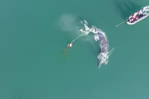 座頭鯨慘遭「136公斤蟹籠」纏身！痛苦悲鳴3天　救援隊急衝現場

