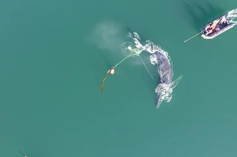 ▲一隻年輕的座頭鯨身上，被纏滿了巨型繩索以及塑膠蟹籠，最終救援人員奔赴現場，才讓這隻海洋珍寶重獲自由。（圖／取自美國國家海洋暨大氣總署（NOAA）官網）