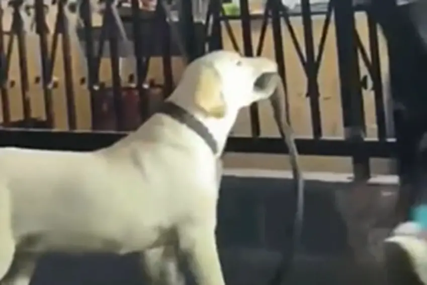 ▲日前在中國大陸的甘肅省，就有網友目睹一隻拉布拉多身上糗著項圈與牽繩，卻獨自在街頭上跑來跑去。（圖／翻攝微博）