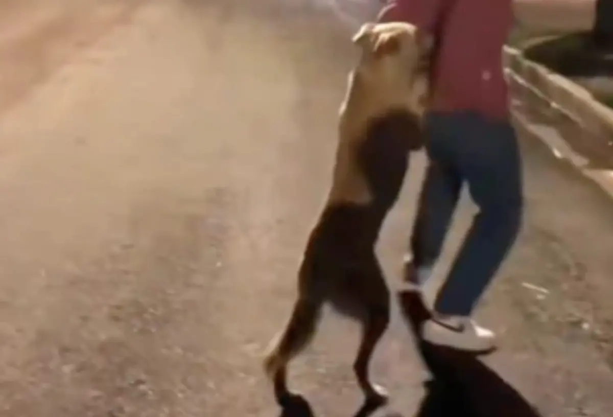 ▲大黃狗因為被好心小姊姊餵食，直接撲上去環抱她，一路追趕畫面相當逗趣。（圖/翻攝微博）