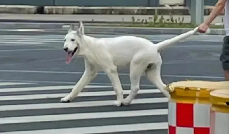 ▲大狗狗準備跟主人過馬路，結果飼主抓住的是狗狗的尾巴，而不是牽繩。（圖/翻攝微博）