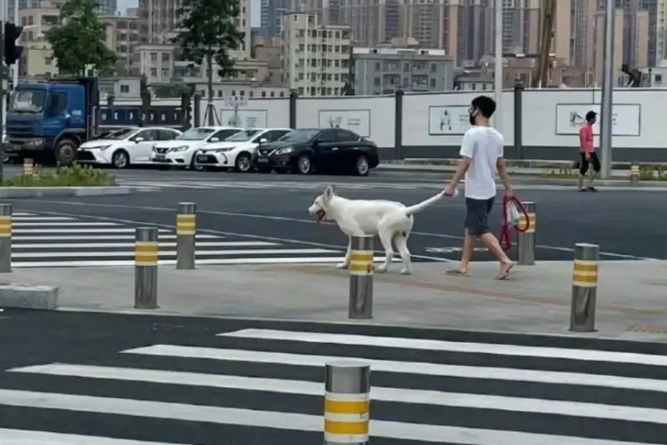 ▲一張平凡無奇的遛狗照怎麼了嗎？網友放大一看發現「牽繩真面目」嚇瘋。（圖/翻攝微博）