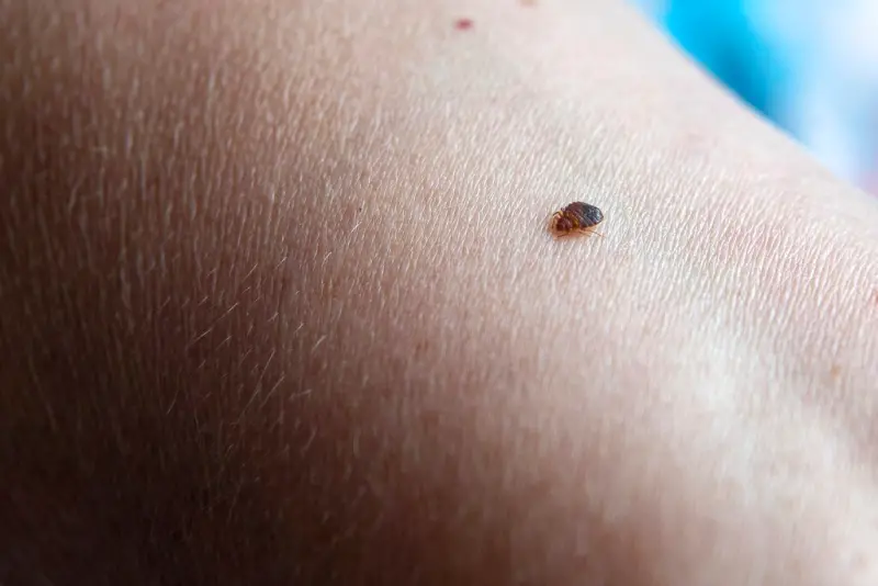 ▲臭蟲又稱作床蝨(Bed Bug),不但抗藥性強且繁衍速度極快,市售殺蟲劑無法完全將其消滅,需要滅蟲公司以專業藥劑噴灑滅除。(圖/美聯社/達志影像)