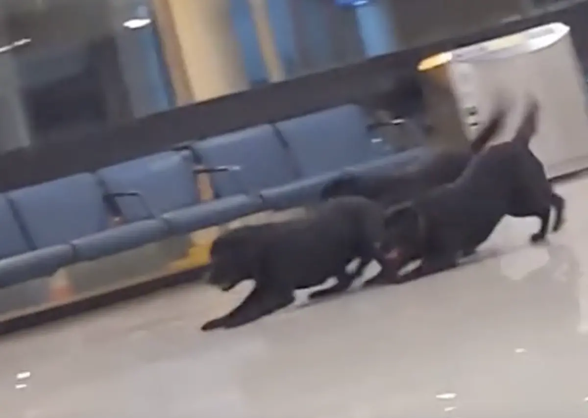 ▲近日一名網友捕捉到3隻機場警犬下班後的樣子，只見牠們脫下工作衣後，立馬化身為可愛萌犬，追著球在地板上飛撲滑行。（圖／翻攝自TikTok）