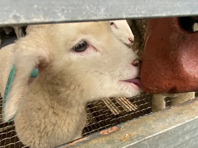 ▲今（5）日清境農場官方臉書就貼出幾張綿羊開心舔著「紅色磚塊」的照片，而專家也揭露背後原因：幫助身體健康。（圖／取自清境農場 Qingjing Farm）