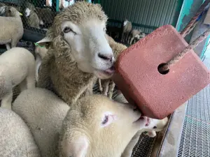 ▲今（5）日清境農場粉專，就貼出兩張照片，當大小綿羊們看到一大塊「紅色磚塊」時，竟然搶著用舌頭舔著。（圖／取自清境農場 Qingjing Farm）