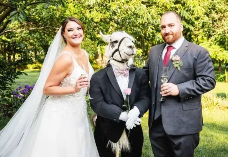 ▲日前在美國的一場婚禮中，竟然有一隻伴郎羊駝。（圖／取自臉書Llama Adventures）