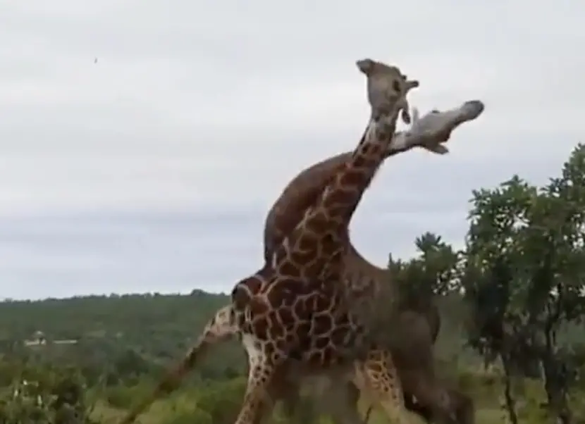 ▲去到動物園，不少人一定都要爭相目睹可愛長頸鹿的模樣，但你看過長頸鹿用脖子打架嗎？（圖／翻攝Tik Tok）