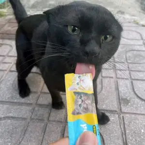 ▲上一秒還在用力哈氣的小黑貓,仍舊抵擋不住美食誘惑,開始大口大口的舔食起來。(圖/取自爆廢公社二館) ▲上一秒還在用力哈氣的小黑貓,仍舊抵擋不住美食誘惑,開始大口大口的舔食起來。(圖/取自爆廢公社二館)