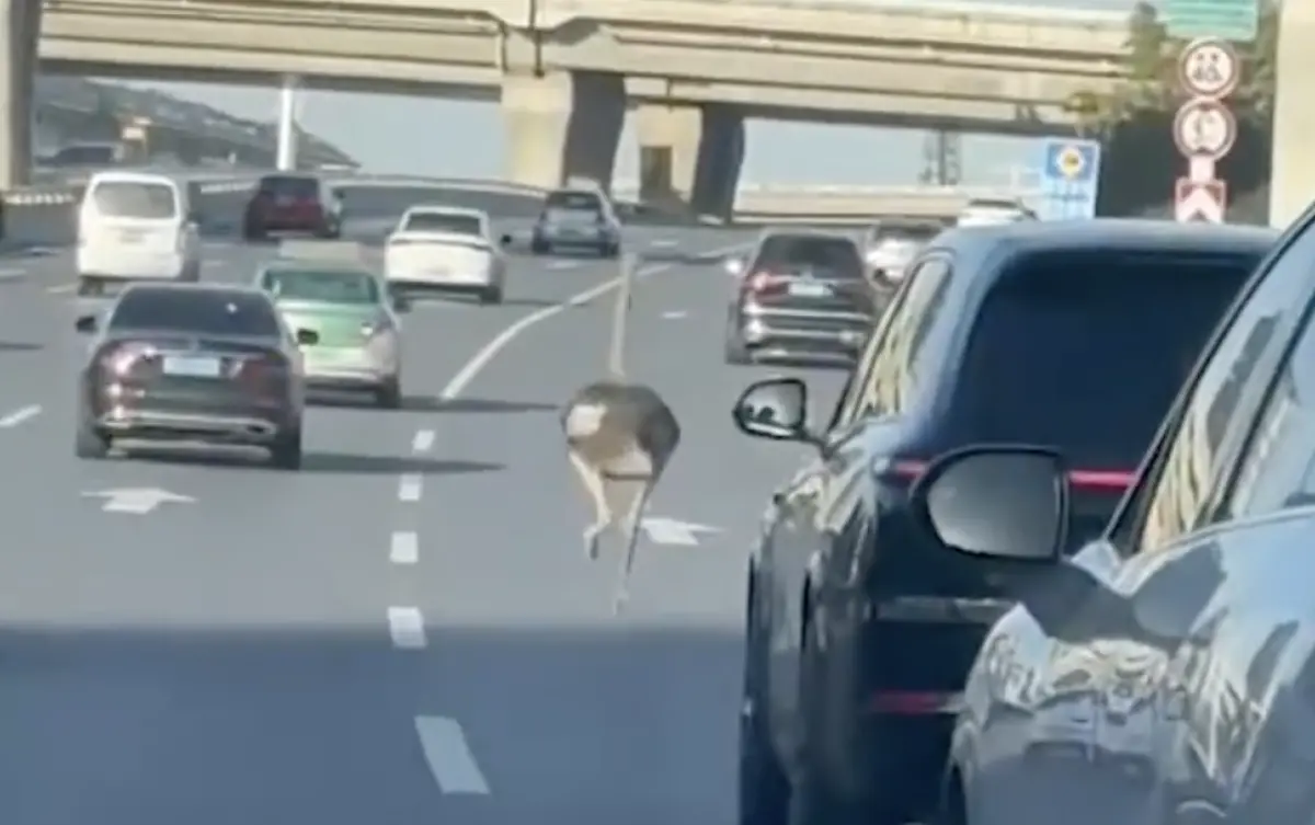 ▲大陸鄭州市高架橋上，昨（6）日突然出現一隻大鴕鳥搖擺屁股拔腿狂奔，警方接獲通報後趕緊出動追捕。（圖／翻攝自微博）