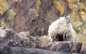 「最孤獨的羊」受困懸崖！過2年終獲救　英獸醫檢查傻眼：還變胖
