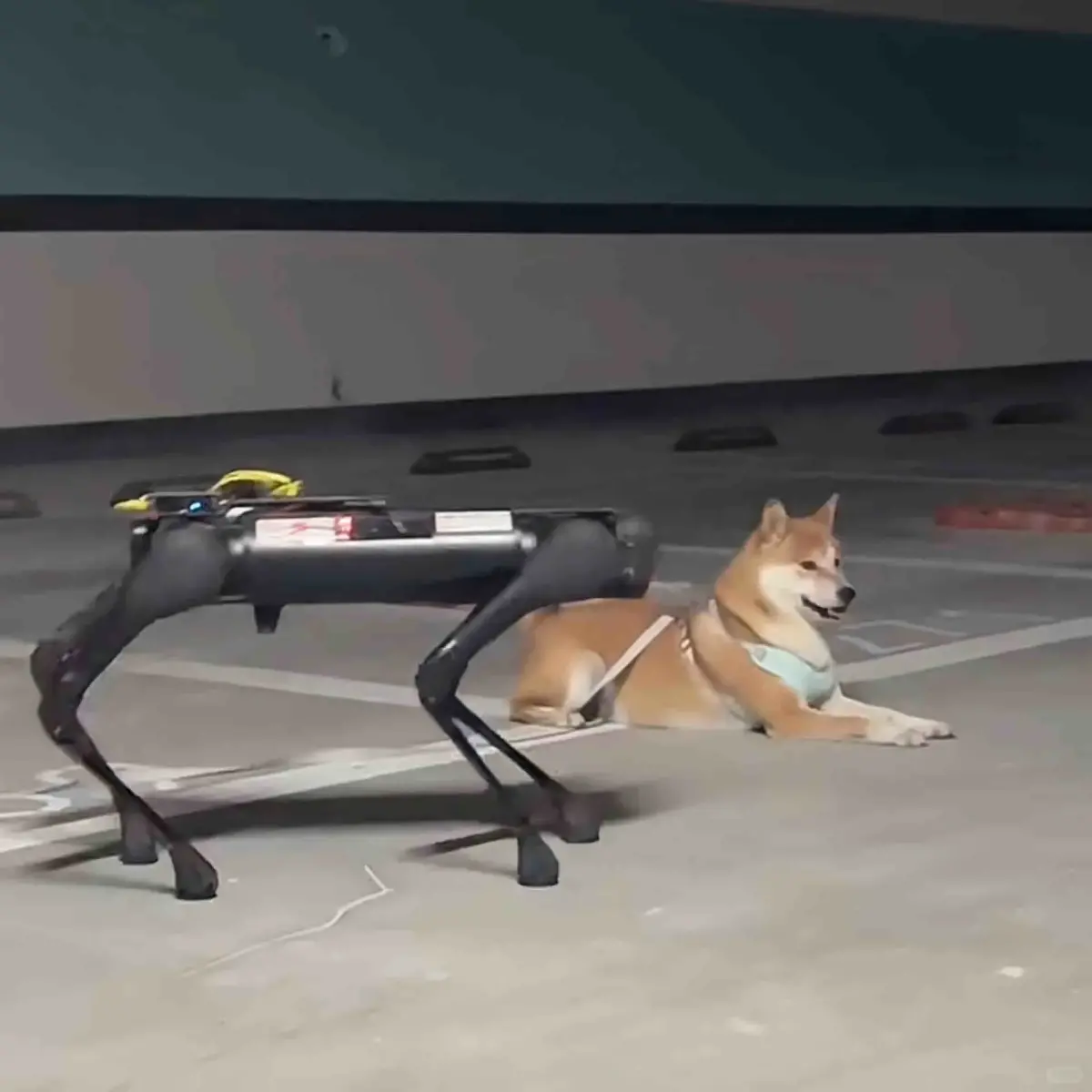 ▲柴犬在停車場突遇「無頭機器狗」緊逼，牠左右張望7秒後不掙扎，一屁股坐下直視前方，無視機器狗在旁蹦躂，假裝沒事。（圖／小紅書＠Mengder）