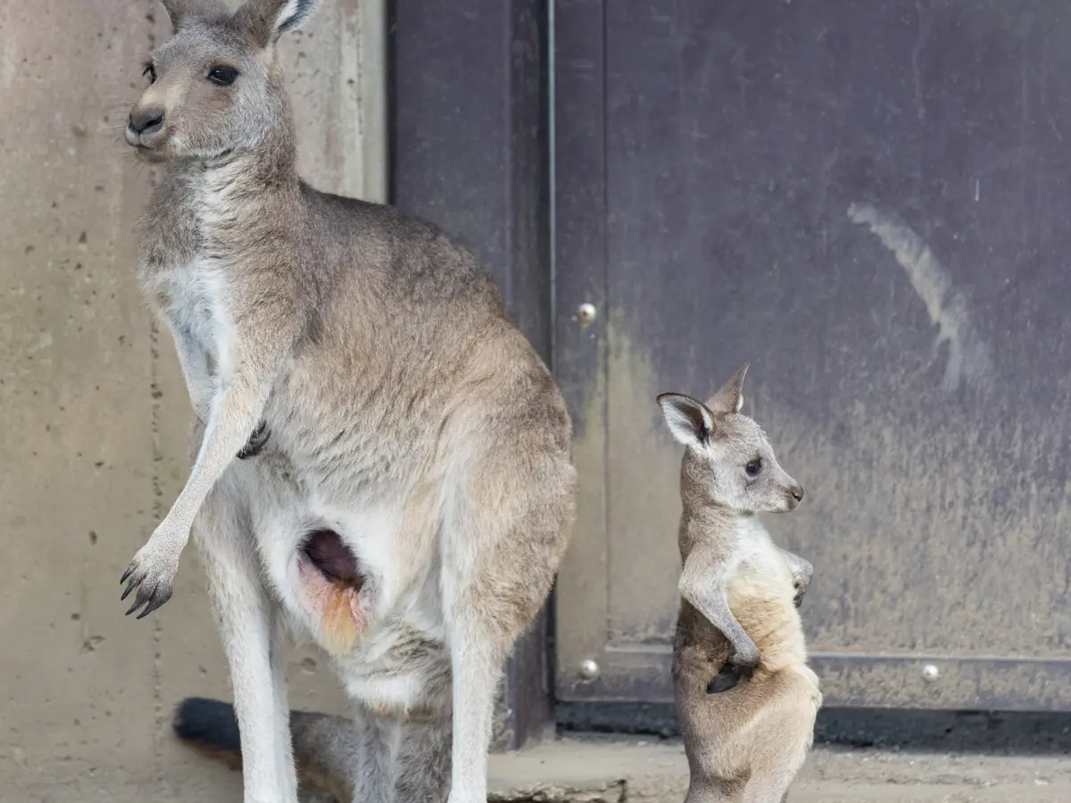 ▲日本金澤動物園這對袋鼠母子疑似吵架，小袋鼠雙手插腰背對著媽媽生悶氣，氣鼓鼓的模樣在網路引發熱議。 (圖／X@kanazawakitecho)