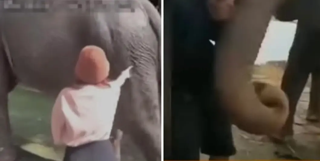 ▲ 一名外國遊客在參觀越南的動物園時，觸碰大象的屁股和象鼻，遭大象踢開。（圖／翻攝自越南媒體「tuiotre TV」）