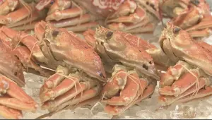 冬季美味到！日本「松葉蟹」開放捕撈　首次競拍最貴1隻57.3萬元
