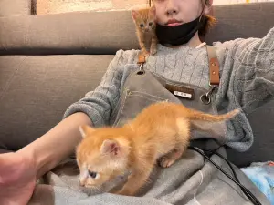 ▲兩隻小萌貓跟著麻麻一起去上班啦!超可愛模樣讓不少人融化。(圖/路上觀察學院) ▲兩隻小萌貓跟著麻麻一起去上班啦!超可愛模樣讓不少人融化。(圖/路上觀察學院)